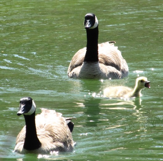 Canada geese with gosling