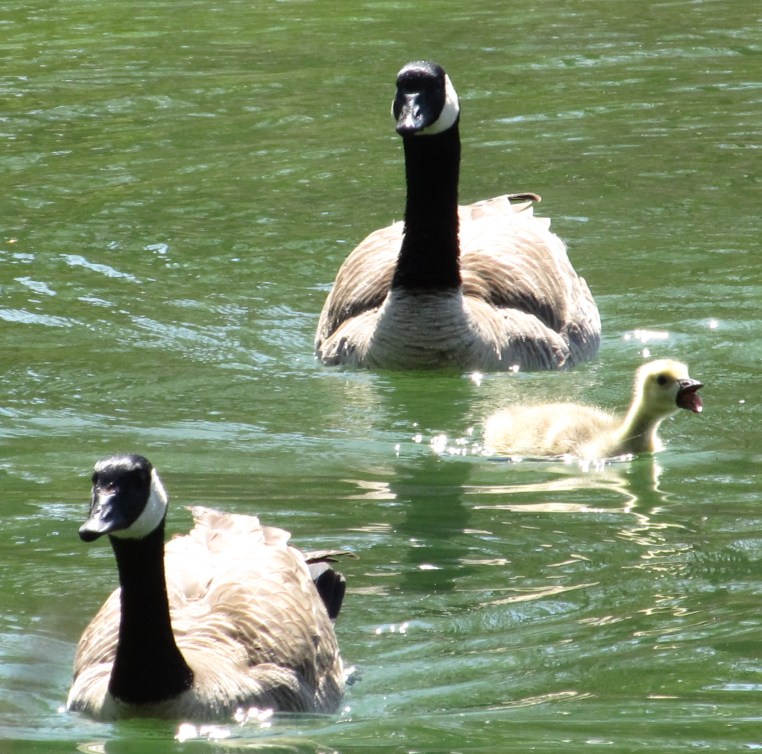 Canada geese with gosling