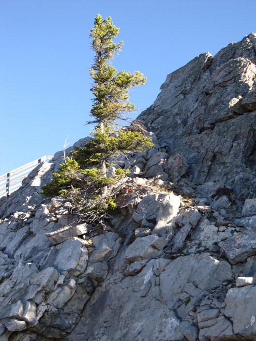 Tree Clinging to Rock Life At The Tree Line