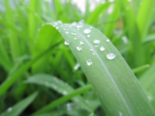 GraceHoper, are we the leaf... or the droplet?