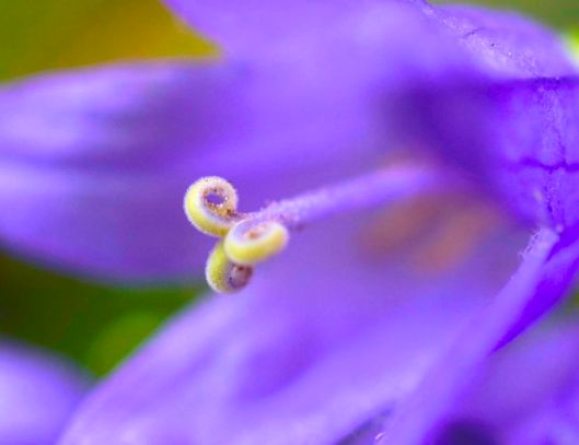 The current cannot be seen, but it is the urge within... blossoming out