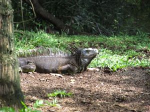 Mr. Monitor Lizard is fully aware... but is keeping it to himself