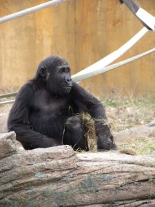 Mr. Gorilla is almost Buddha-like in his certitude