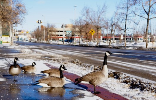 Hey buddy, spare a blade of grass?