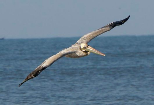 Limitations... what limitations?